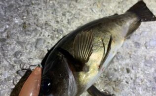 メバルプラッキング