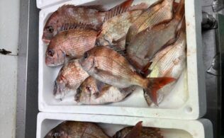 タイサビキ釣果