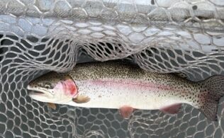 3月6日トラウト