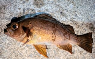 2026年3月3日　ライトゲーム×青虫　メバル20㎝