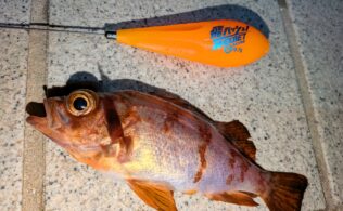 2026年3月4日　ライトゲーム×青虫　メバル