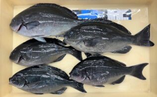 グレ釣果情報！！