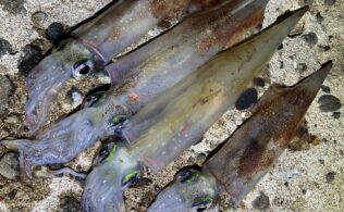 大田方面地磯　ヤリイカ