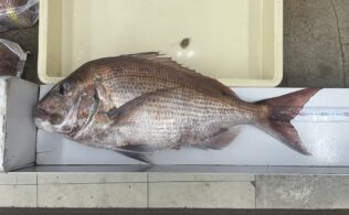 マダイ釣果！！