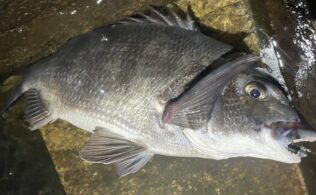 3/3 黒鯛　瀬戸田水道