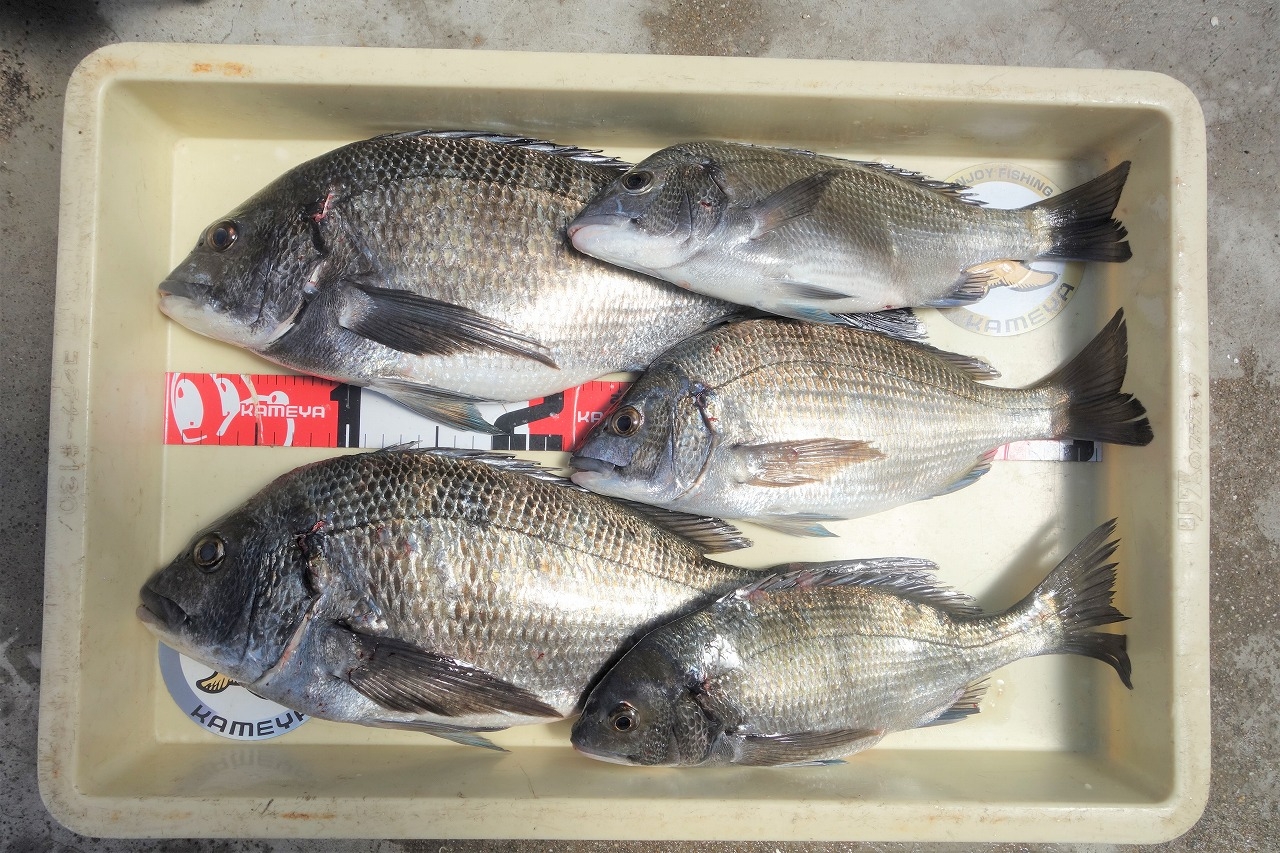 周防大島の釣果が凄い！ | かめや釣具