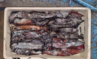 ケンサキイカ釣果情報🦑