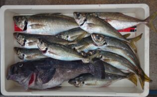 釣果情報