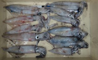 ケンサキイカ釣果情報！！