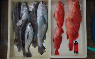 釣果情報