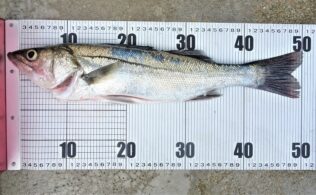 シーバス釣れてます(*´▽｀*)
