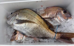 真鯛の釣果です