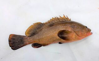 【岡山】アコウが釣れています