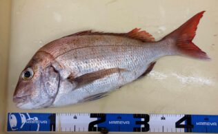 真鯛の釣果です