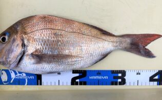 真鯛釣果