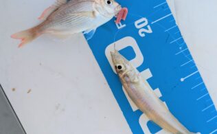 釣れるエサ新登場！