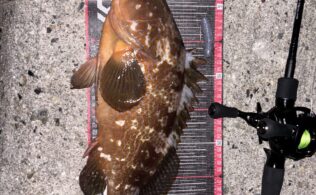 アコウの釣果です