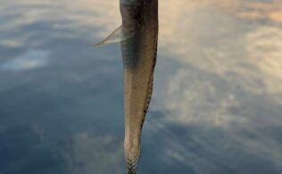 ハゼの釣果です