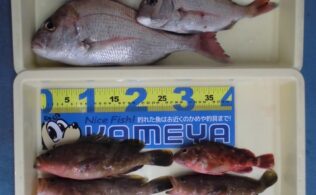 7.10 真鯛・アコウ