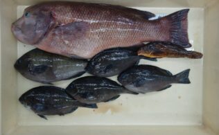 ☆釣果情報☆