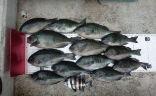 梅雨グレ釣れています！