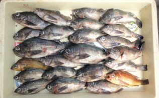 夏メバル釣れています！