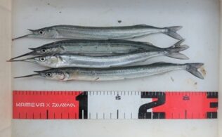 サヨリ釣れ始めました！！！