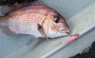 真鯛釣果