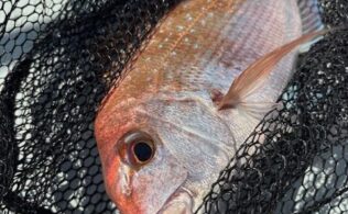 一つテンヤ真鯛釣果
