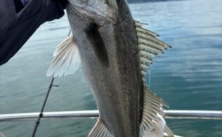 シーバス釣果