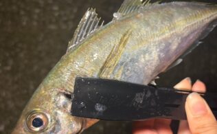 【アジング】 鯵