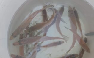 キスの釣果です