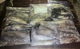 シロイカ釣果