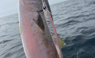 山陰ジギング釣果
