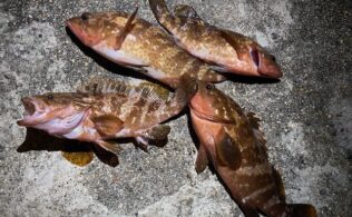 根魚の釣果です