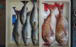☆釣果情報☆