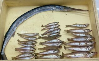 キス釣果