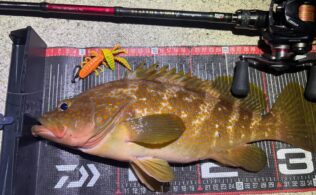 スタッフ釣果情報🐟アコウ🐟