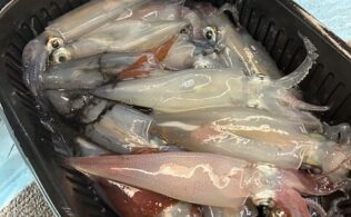 シロイカ釣果