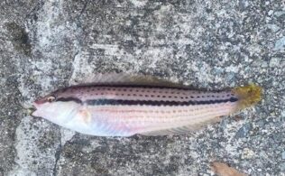 ベラの釣果です