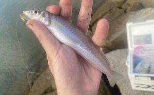 キス釣りの情報です