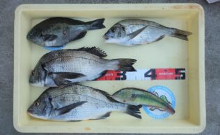 フカセ釣りでチヌとグレが釣れています！