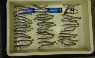 ☆釣果情報☆