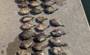 カワハギ釣果