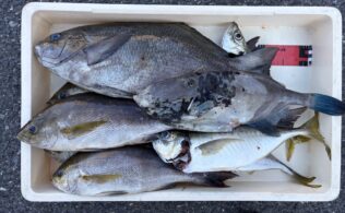 ☆釣果情報☆