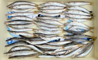 カマスが釣れています！