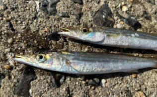 ちょっと早めのカマス釣りに行って来ました！