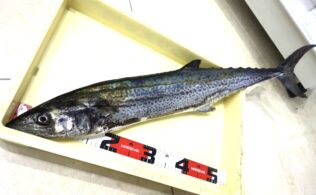 🎣サワラ🎣お客様お持ち込みの釣果！！🎣