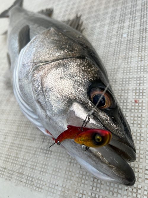 【三次店】スピリッター