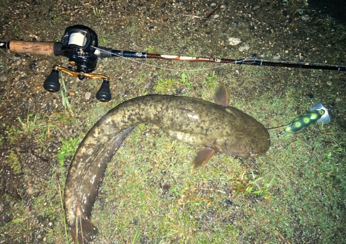 高松屋島周辺ではナマズも良く釣れます。